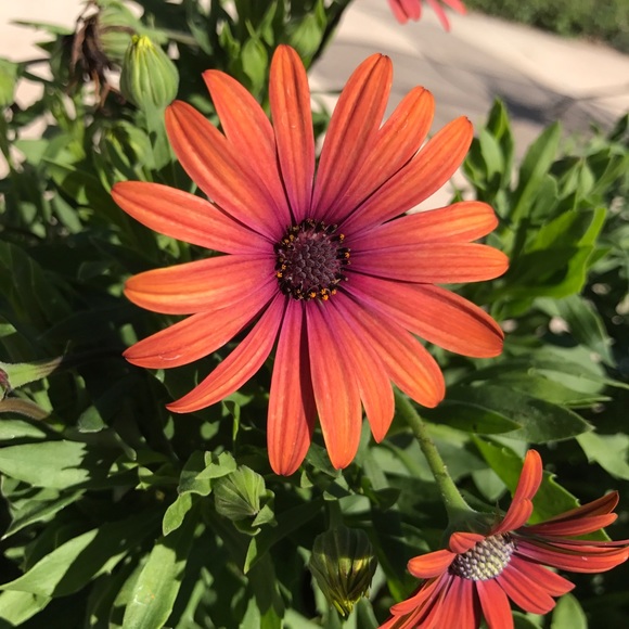 Meet your Posher, Jennifer - Picture 3 of 8